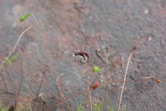 Leptobryum pyriforme