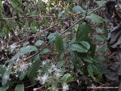 Clematis javana