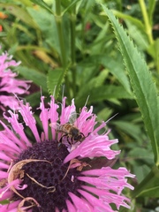Apis mellifera