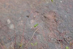 Leptobryum pyriforme