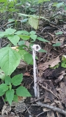 Monotropa uniflora