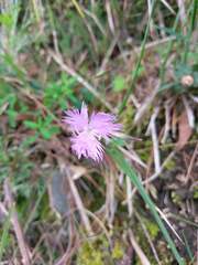 Dianthus pygmaeus