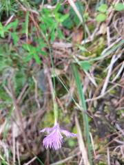 Dianthus pygmaeus