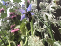 Apis mellifera