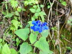Salvia scutellarioides
