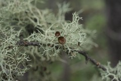 Evernia esorediosa