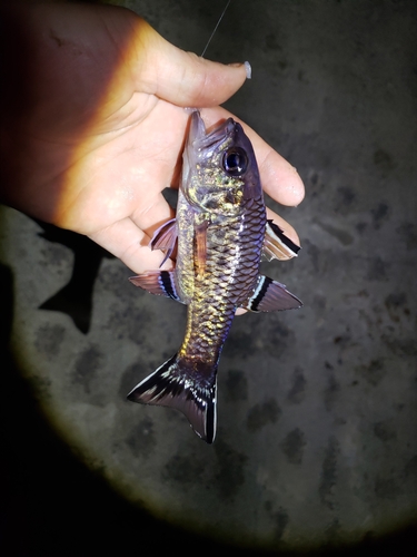 Bandfin cardinalfish (Pristiapogon taeniopterus) — Apogonidae