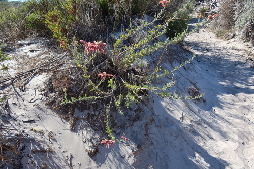 Image of Salvia lanceolata by (c) Diana Studer, some rights reserved (CC BY)