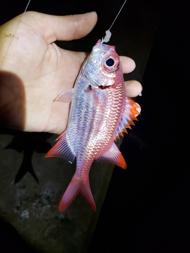 Brick soldierfish (Myripristis amaena) — Holocentridae — 3