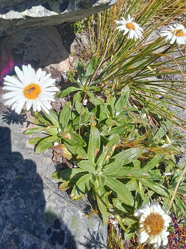 Celmisia densiflora, photograph 5