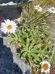 author not stated, no rights reserved Celmisia densiflora, photograph author not stated, no rights reserved