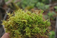 Stereodon plicatulus