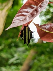 Gasteracantha doriae