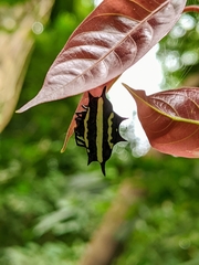 Gasteracantha doriae