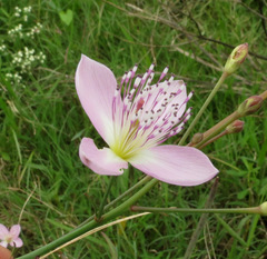 Cleome chelidonii
