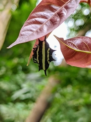 Gasteracantha doriae