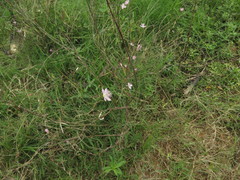 Cleome chelidonii