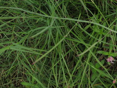 Cleome chelidonii