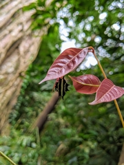 Gasteracantha doriae