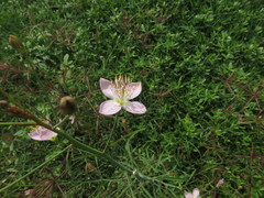 Cleome chelidonii