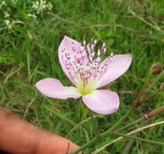 Cleome chelidonii