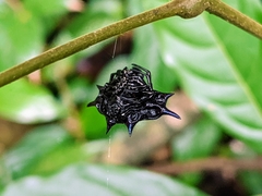 Gasteracantha doriae