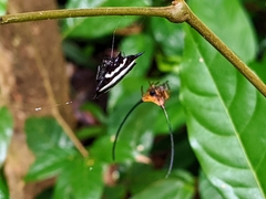 Gasteracantha doriae