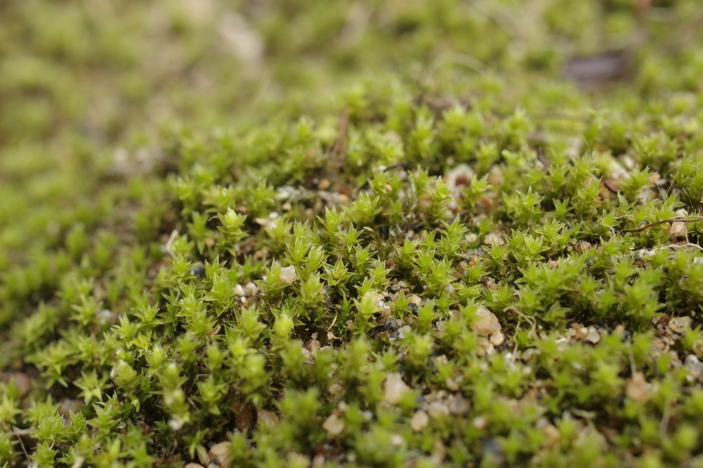 Racomitrium panschii