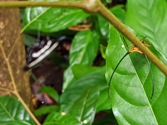 Gasteracantha doriae