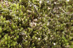 Racomitrium panschii