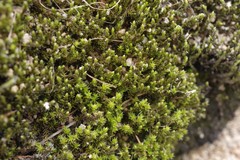 Racomitrium panschii