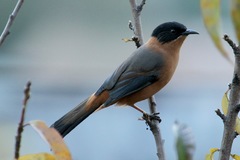Heterophasia capistrata