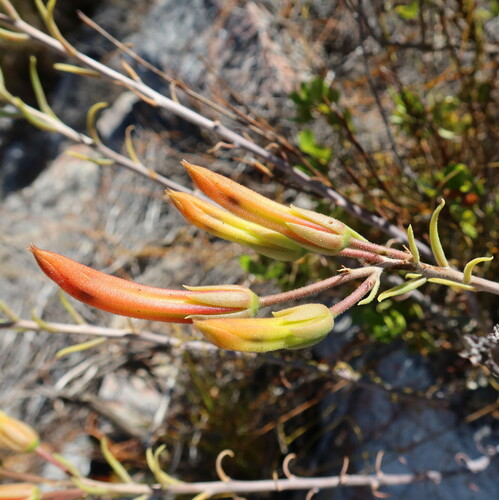 Tylecodon grandiflorus