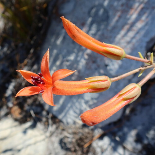 Tylecodon grandiflorus