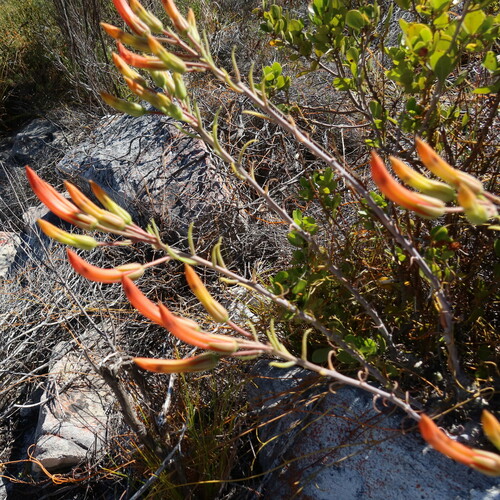 Tylecodon grandiflorus