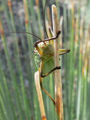 Acanthoplus discoidalis
