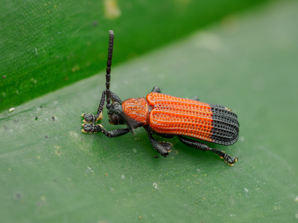 Gonophora nigricauda
