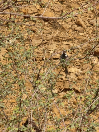 Spanish Sparrow