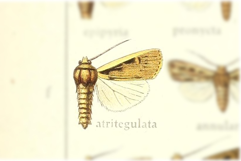 Pale-edge Rustic
