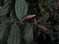 Cavendishia pubescens