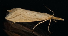 Donacaula melinellus