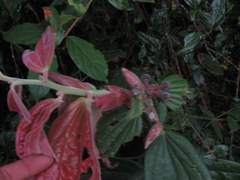 Cavendishia pubescens