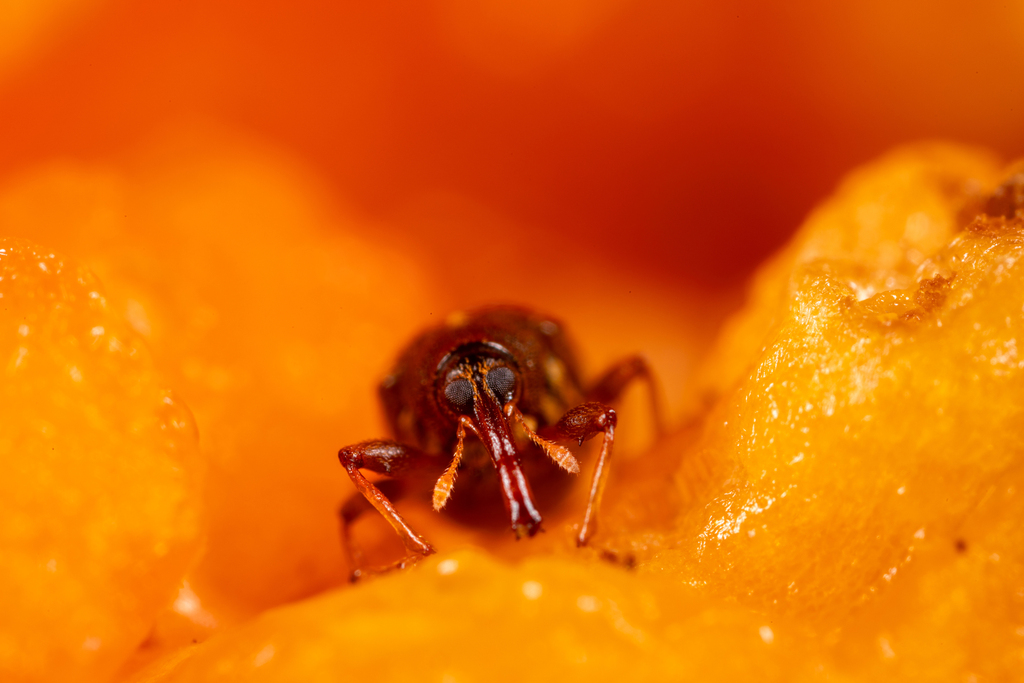 pepper weevil