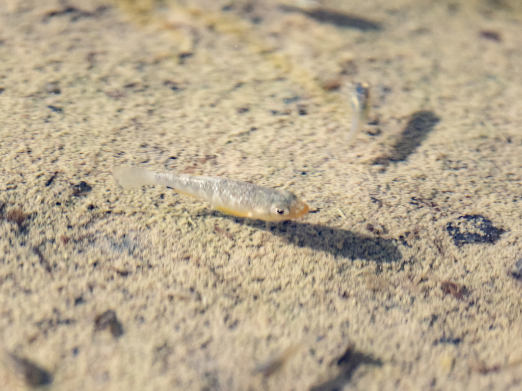 Cubaans woestijnkarpertje (Cyprinodon riverendi) — Cyprinodontidae