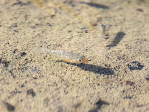 Cuban pupfish (Cyprinodon riverendi) — Cyprinodontidae