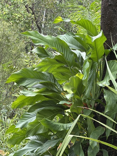 Epipremnum amplissimum (Epipremnum amplissimum)