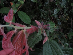 Cavendishia pubescens