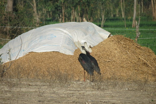 Asian Woolly-necked Stork