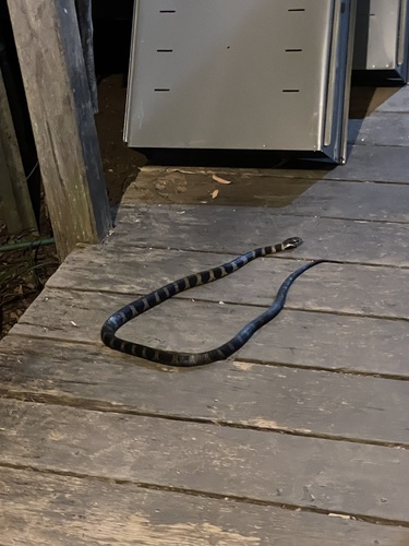 Stephens' Banded Snake sighting
