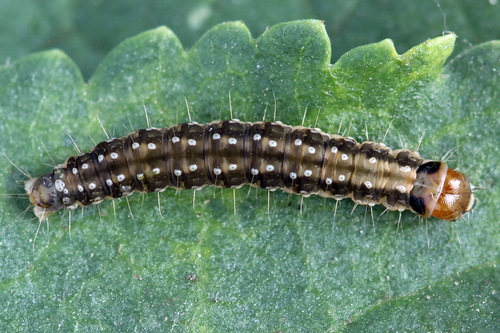 Plačiajuostis syndemis nuotrauka